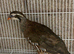 Red legged partridge
