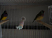 Zebra finch and Gouldian finch for sale