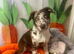 24 week old Labrador x border collie puppy