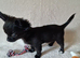 REDUCED Chihuahua Puppies READY NOW