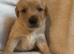 Cockador cross cavapoo