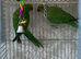Young babe ringneck