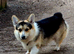 KC Pembroke Corgis