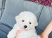 Beautiful Bichon Frise Puppies – Boys & Girl Ready Now