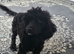 Female miniature poodle