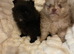 Pomeranian Puppies