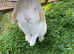 Friendly Mini Lop Male