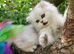 Pedigree chinchilla persian kitten - READY to go