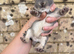 4 Continental giant x babies - waitlist open