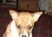 Jack Russel Terrier