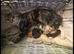 Beautiful kittens, I have both parents