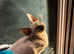 Boy Sphynx