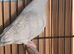 DIAMOND DOVE