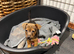 Jack Russell Puppies