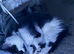Domestic shorthair kitten for sale