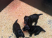 Working cocker spaniel puppies