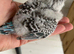 English baby budgie