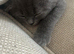 1 female kitten left