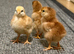 Columbian Blacktail Auto Sexing Hatching Eggs x 6