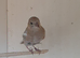 4 hen chaffinch mutation