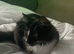 & month old female kitten