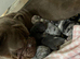 Olde English bulldog puppies