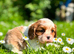 KC. Cavalier King Charles Spaniel from impeccable Champion Show Lines