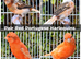 Various Show Canaries - Glosters, Fife, Borders