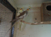 12 WEEK OLD PAIR READY TO TAME or breed