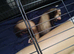 Ferret