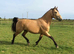 17.1 Warmblood