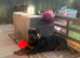 Pedigree Rottweiler female needs a home.