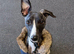 Stunning Affectionate Whippet 1 Year Old