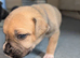 Adorable Cane corso, mixed mastiff puppies