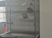 Male and female budgie