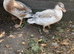 Young pair of call ducks