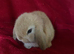 Adorable Pure Mini Lop Rabbits