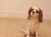 Cavalier king Charles boy