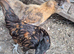 X3 serama pullets
