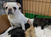 Stunning chunky pug puppies for sale!