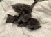 5 weeks old ready for deposit rare breed Russian blue Scottish fold mix beautiful stunning litter