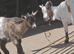 2 pygmy wethers 5mth old