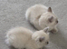 14 Week old Bluepoint Ragdolls