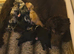 Cocker spaniel pups