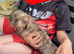 Isabella and tan dachshund for sale
