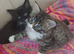 ️ Tiny Paws, Big Hearts – Ready for Loving Homes