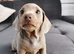 Miniature dachshund