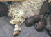 Gorgeous F1 Chocolate Sproodle Puppies