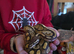 Black pastel lesser boy Het albino vpi clown pied