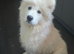 Beautiful Samoyed